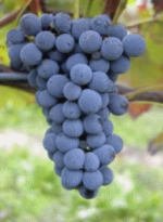 Barbatelle Innestate Barbera